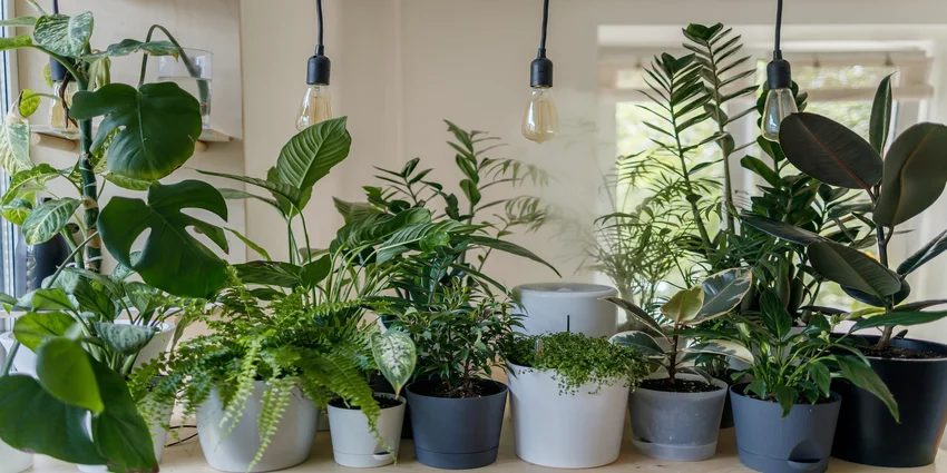 plantes interieur pour bureau sombre