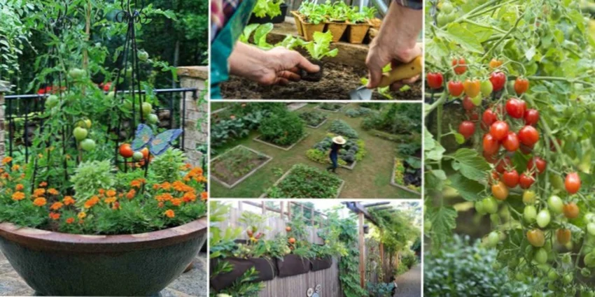 créer un jardin nourricier chez vous