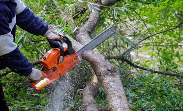 entreprise d'elagage des arbres Abidjan