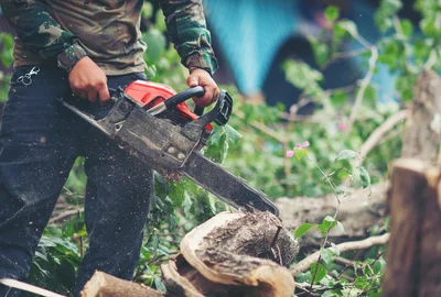 société d'élagage des arbre